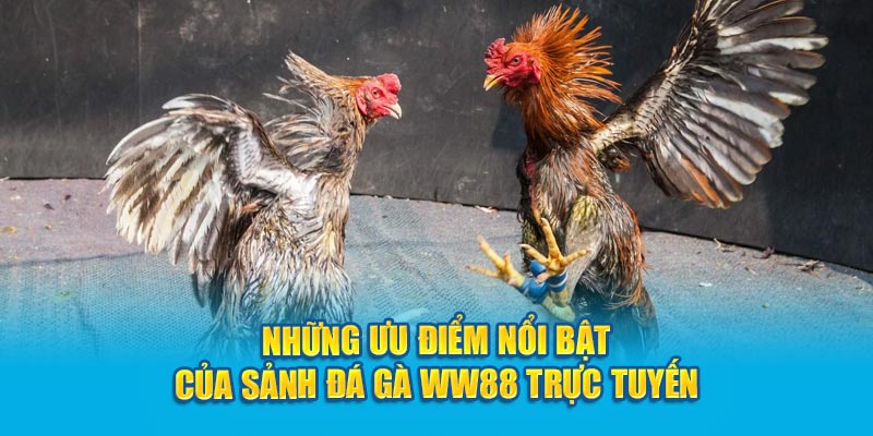 nhung-uu-diem-noi-bat-cua-sanh-dá-gà-ww88-truc-tuyen